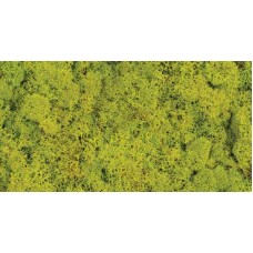 Reindeer Moss - Spring Green