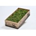 REINDEER MOSS WINDOW BOX MOSS GREEN