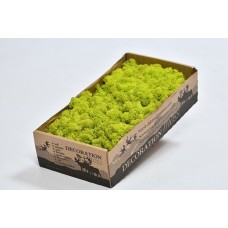 REINDEER MOSS WINDOW BOX  SPRING GREEN