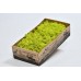 REINDEER MOSS WINDOW BOX  SPRING GREEN