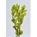 GARDEN RUSCUS PRESERVED 22" SPRING GREEN